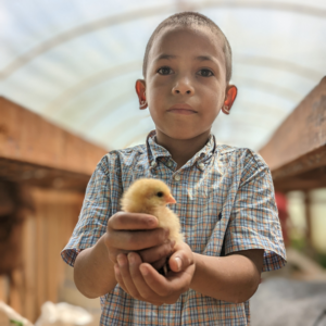 Boy with a chicken