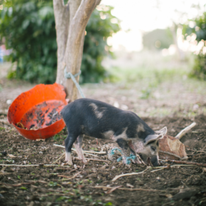 Piglet
