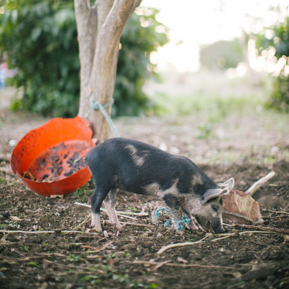 Piglet
