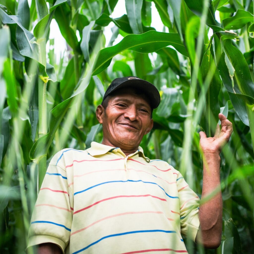 man standing in corn field