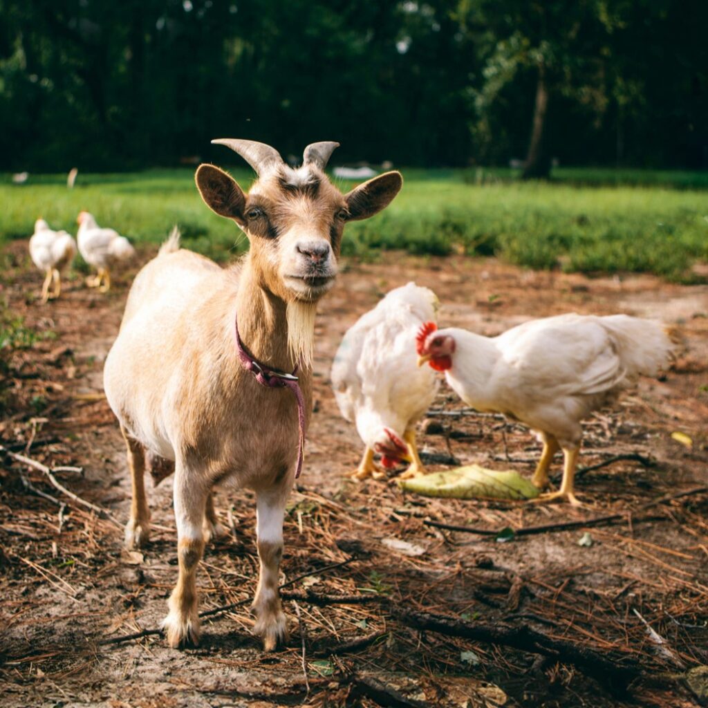 A goat and chickens in a barnyard