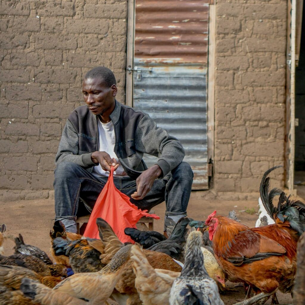 man feeding chickens