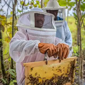 Beekeeper inspecting a honeycomb frame near a beehive.