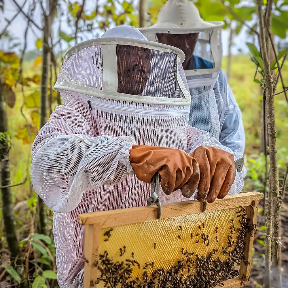 Beekeeper inspecting a honeycomb frame near a beehive.