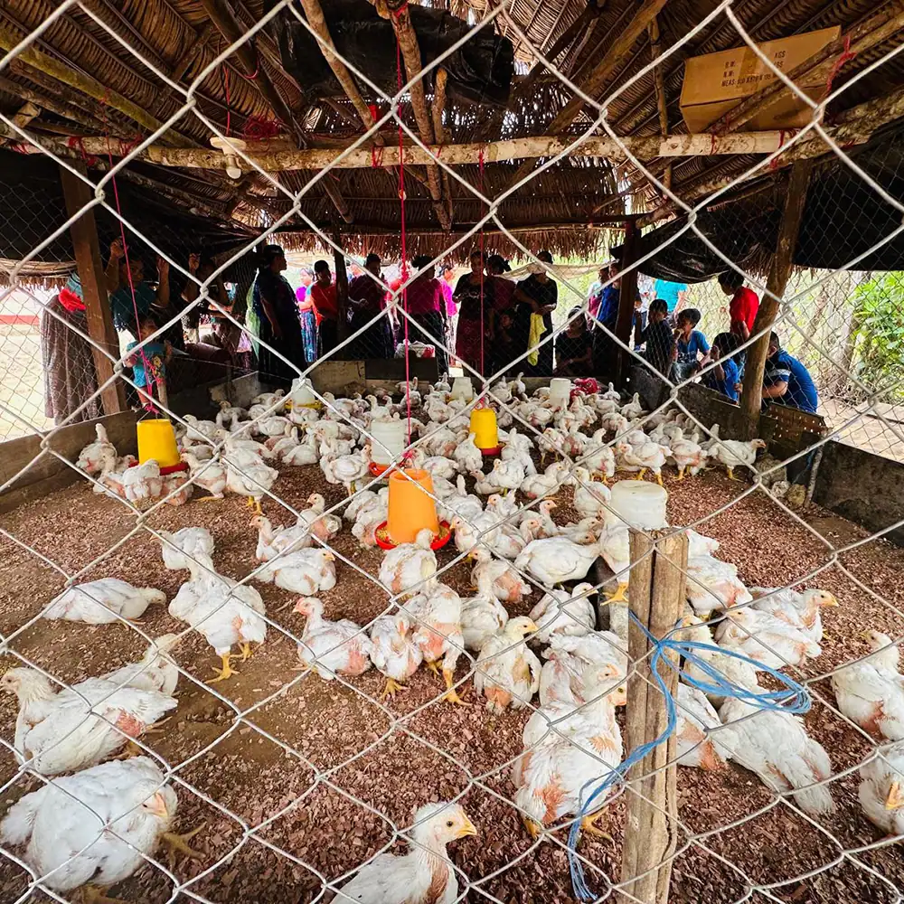 Chickens inside a covered chicken coop enclosure.