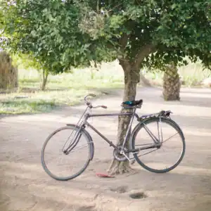Bicycle resting against tree trunk along a rural path.
