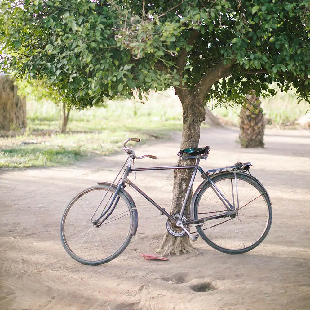 Bicycle resting against tree trunk along a rural path.