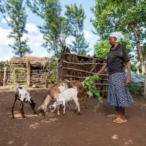Person standing near goats inside a fenced farm team enclosure.