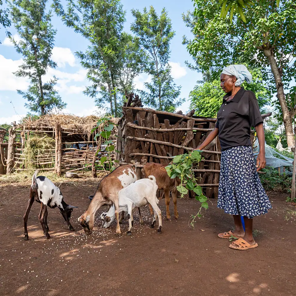 Person standing near goats inside a fenced farm team enclosure.