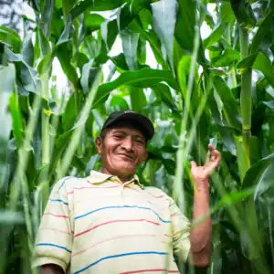 Person attending farmer field school standing among tall corn plants in a field.