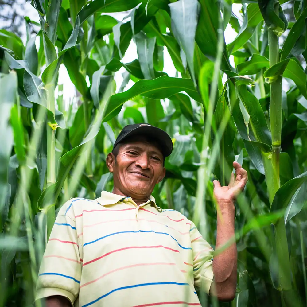 Person attending farmer field school standing among tall corn plants in a field.