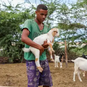 Person carrying a goat while standing outdoors.