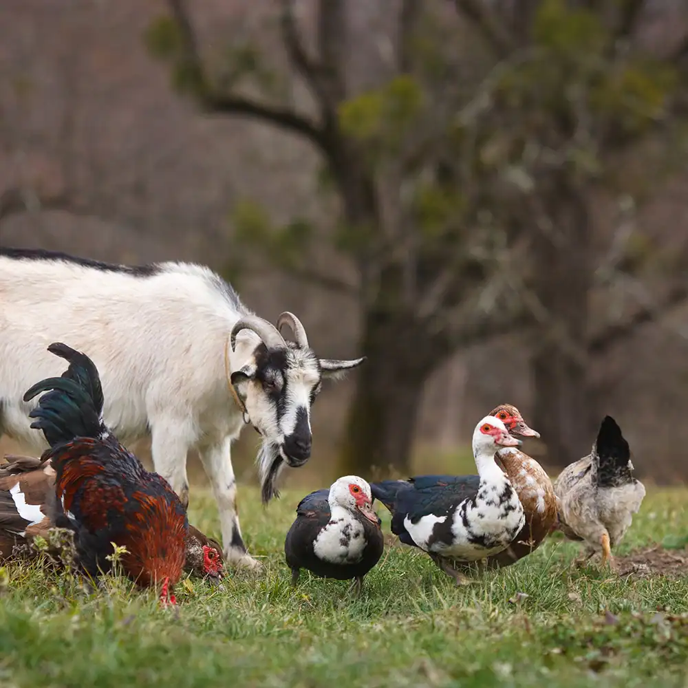 Goats and quackers (ducks) standing in a farmyard.