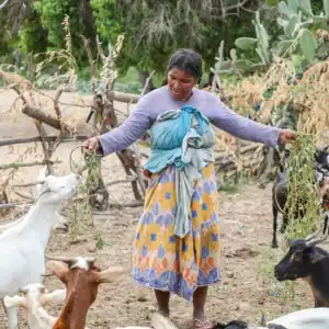Person standing outdoors with several goats.