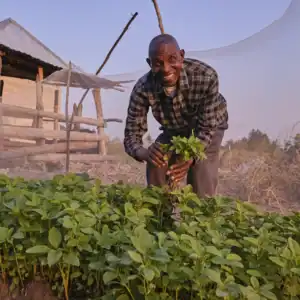 Person harvesting leafy green vegetables from a garden bed.