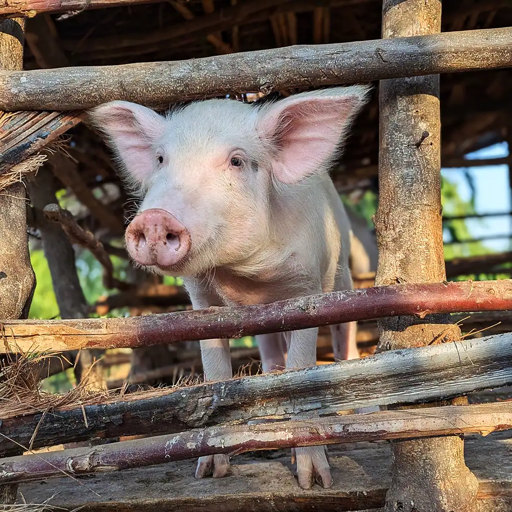 Pig standing inside a fenced pen.