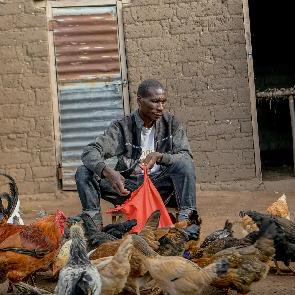 Person seated outdoors beside a group of chickens and rooster.