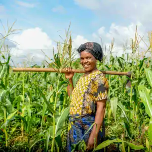 Person standing in a field of tall crops holding a farming tool.