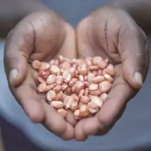 Hands holding a collection of vegetable seeds.