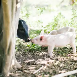 Pig standing outdoors near a tree.