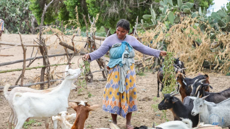 woman-feeding-goats